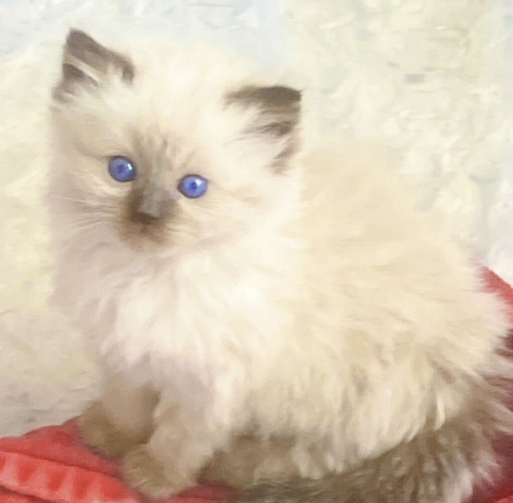 Sale on Teacup SIZE Ragdolls (Stay TINY)--less allergenic/shed less! Loyal Puppy Temperaments/follow you everywhere!