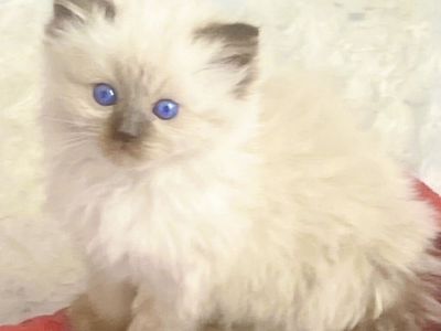 Sale on Teacup SIZE Ragdolls (Stay TINY)--less allergenic/shed less! Loyal Puppy Temperaments/follow you everywhere!