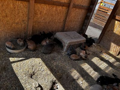 Baby Bunnies for Sale.