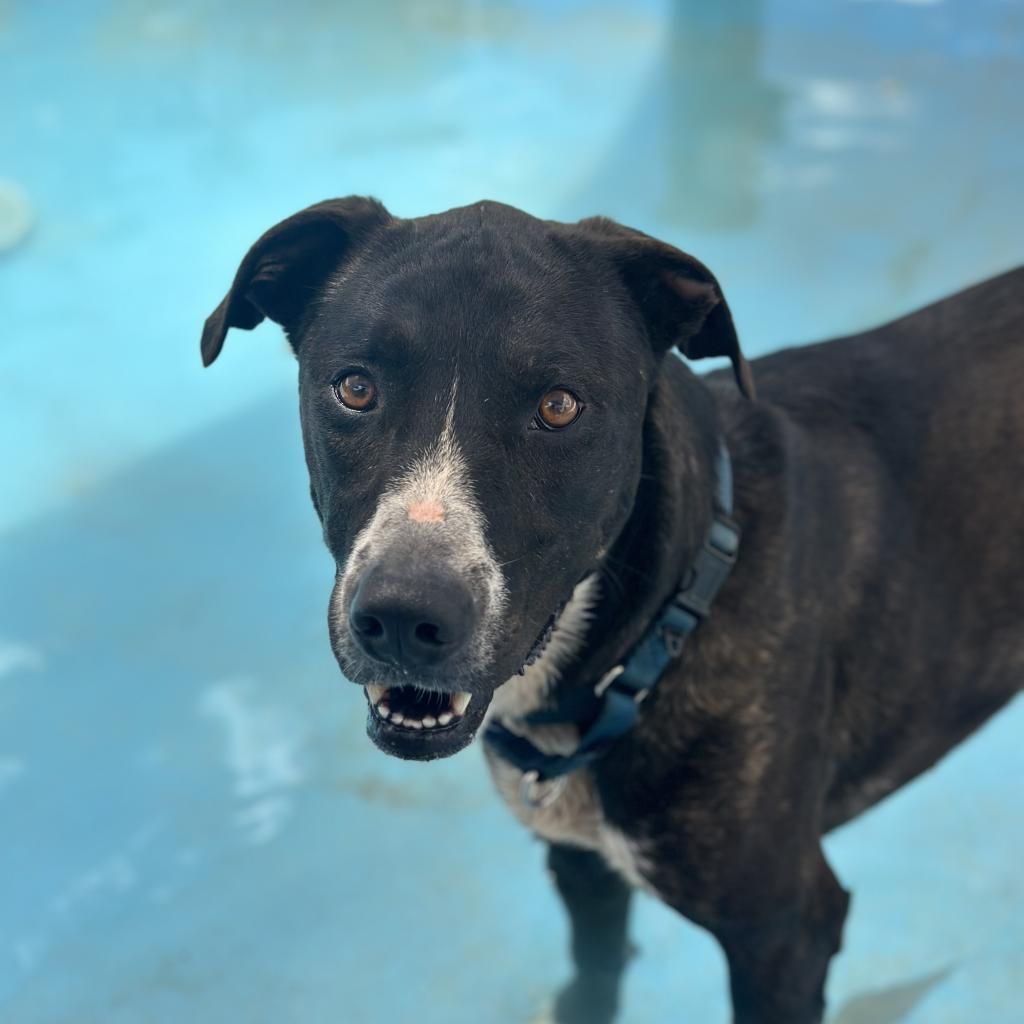 Hello my name is Melon