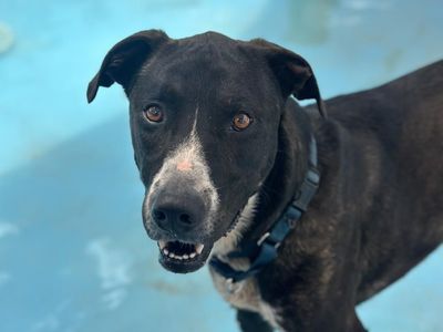 Hello my name is Melon