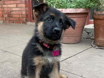 Pure Bred Exceptional German Shepherd Puppies