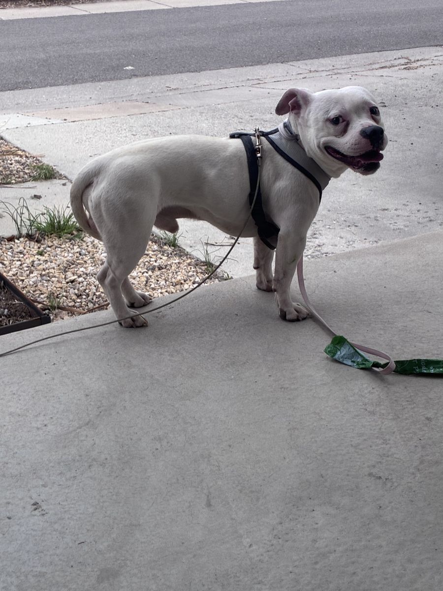 FOUND: WHITE MALE PITBULL