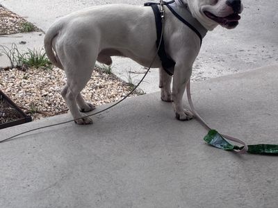 FOUND: WHITE MALE PITBULL
