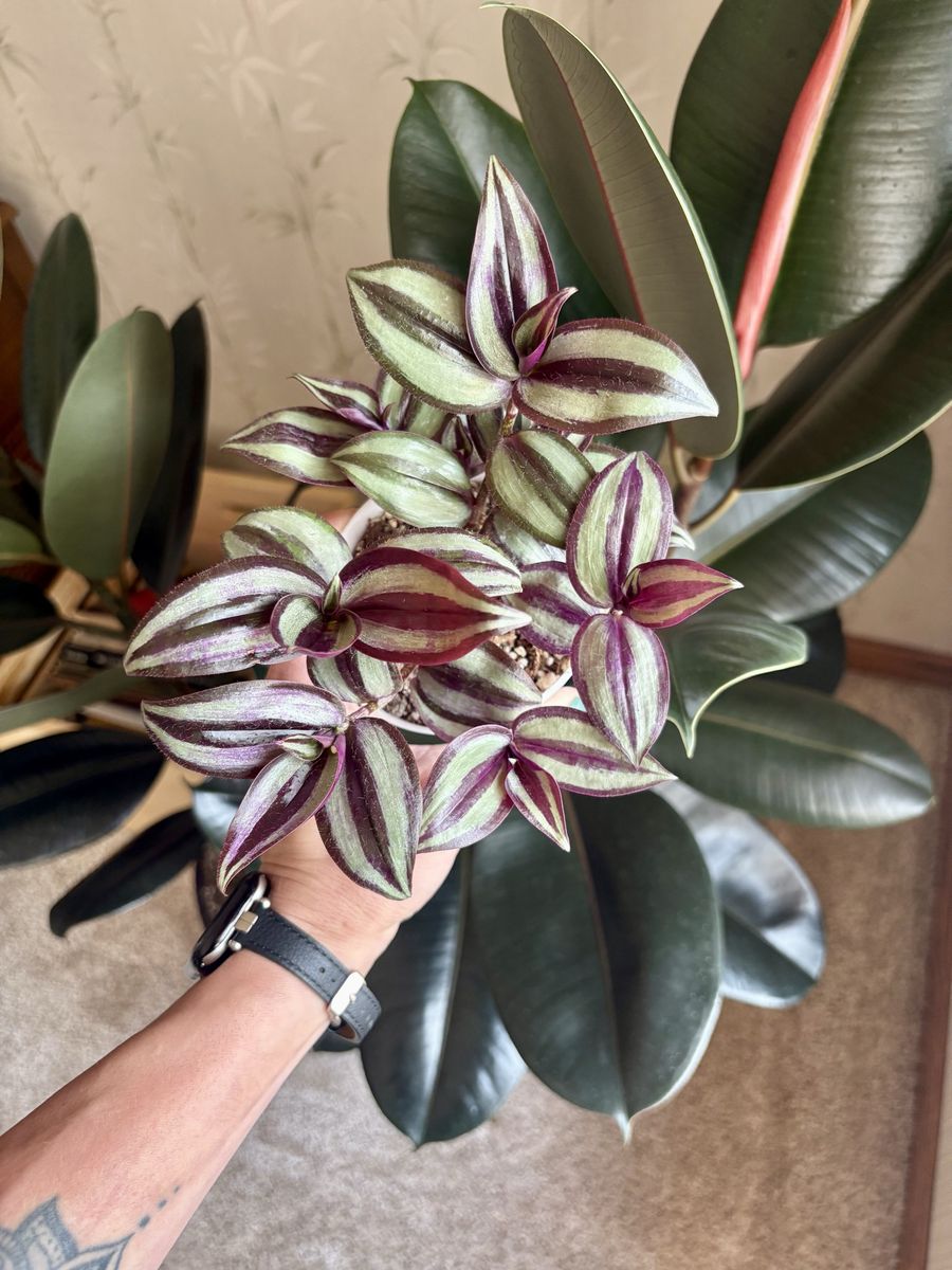 Potted Tradescantia Zebrina Plant