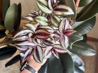 Potted Tradescantia Zebrina Plant