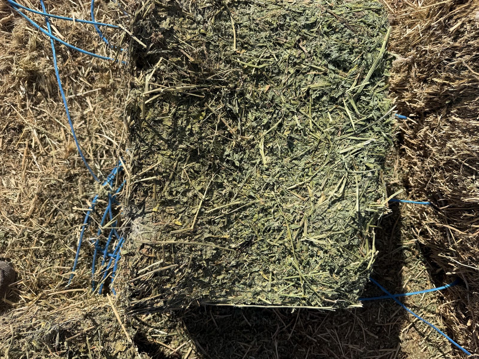 2-string alfalfa bundles horse/feeder hay