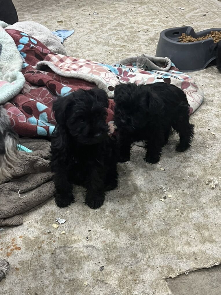 Schnauzer Puppys