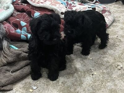 Schnauzer Puppys