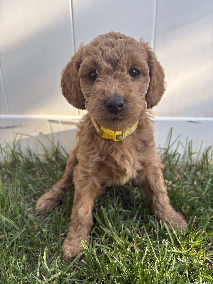 Mini Goldendoodle Puppies