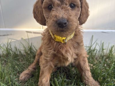 Mini Goldendoodle Puppies