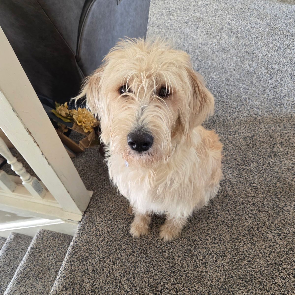 Punzy the Labradoodle