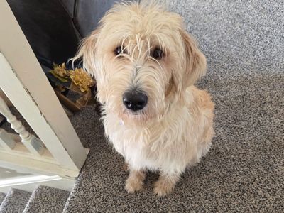 Punzy the Labradoodle