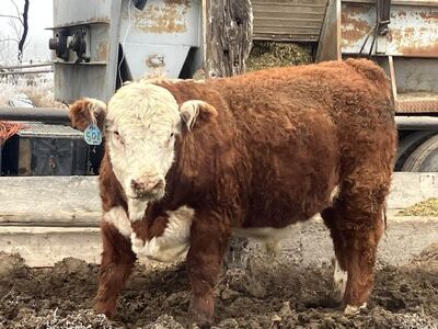 Polled Hereford Bull