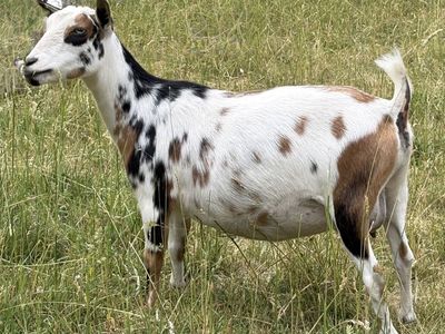 Nigerian doe for sale