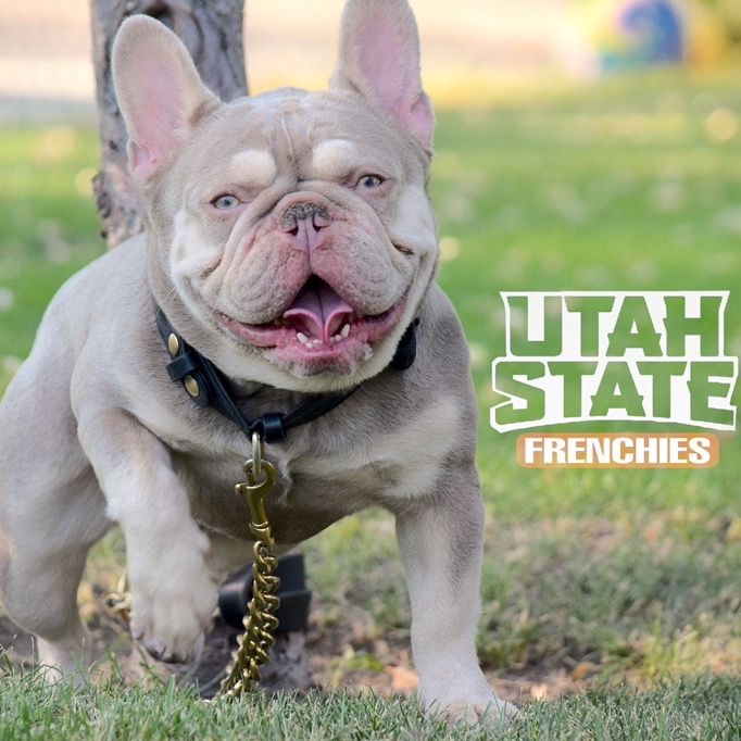 new Shade French Bulldog
