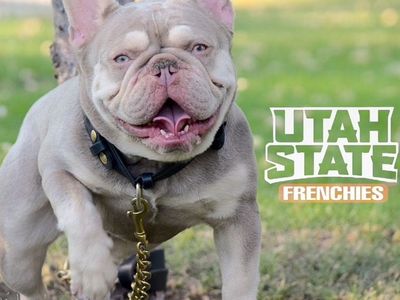new Shade French Bulldog