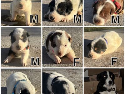 Heeler collie pups