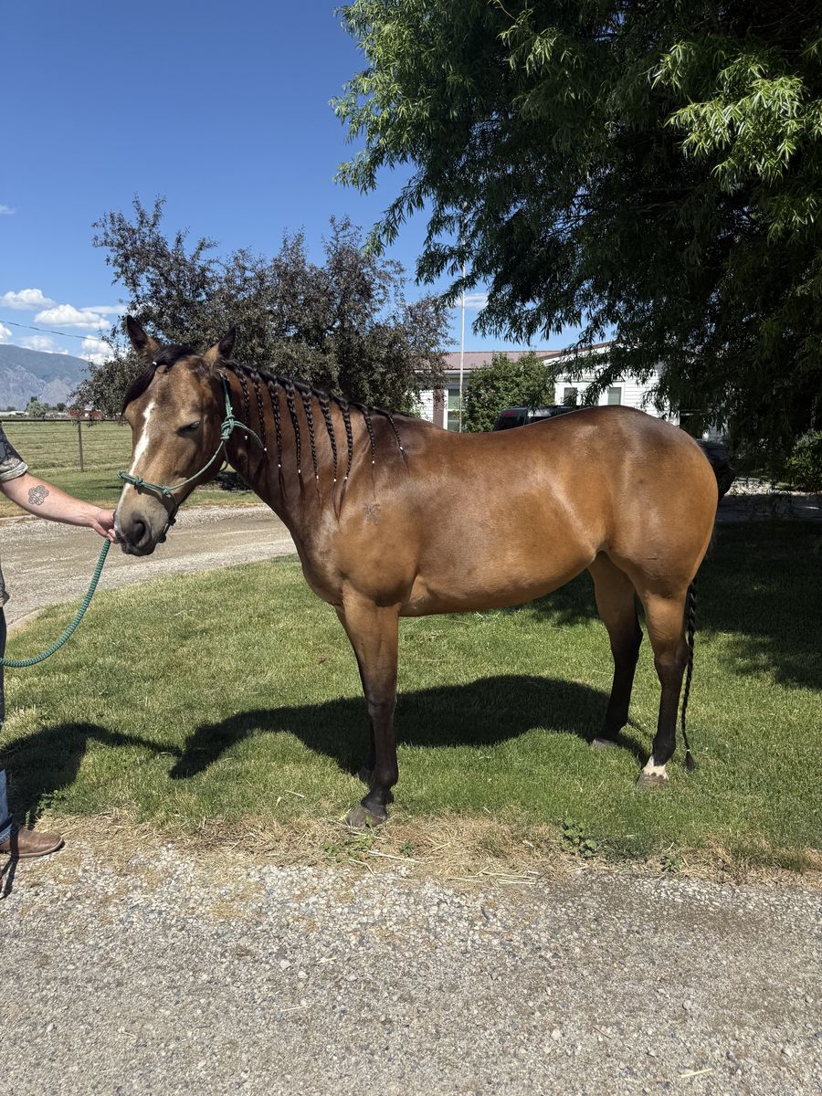 4 Year Old AQHA Mare