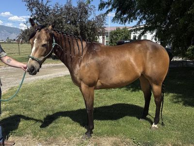 4 Year Old AQHA Mare