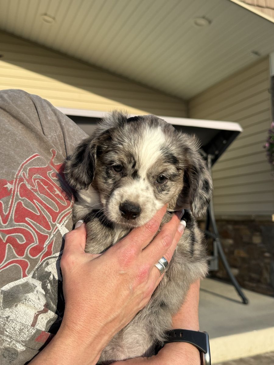 Mini Aussie Springer Spaniel
