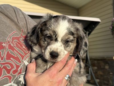 Mini Aussie Springer Spaniel