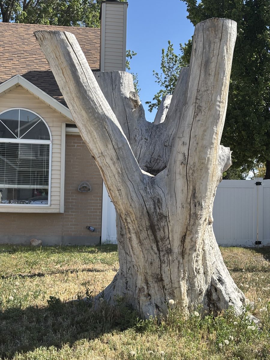 Free wood, if you can haul it is yours
