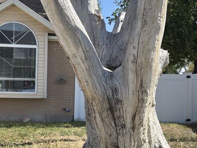 Free wood, if you can haul it is yours