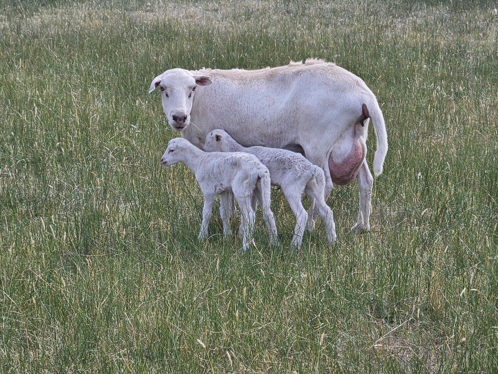 2 Dorper Bummer Lambs