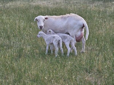 2 Dorper Bummer Lambs