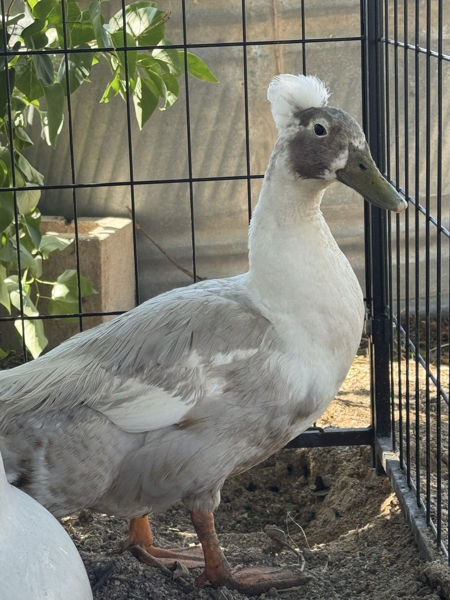 Duck (drake)