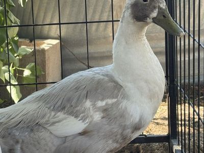 Duck (drake)