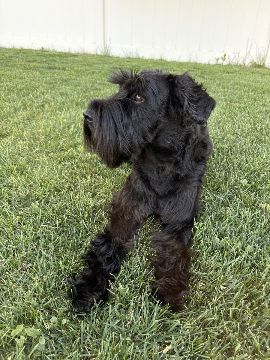 Purebred standard schnauzer