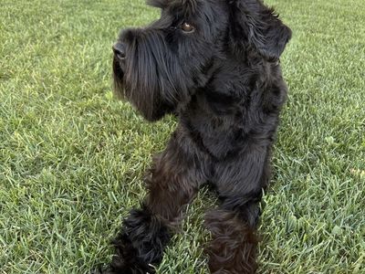 Purebred standard schnauzer