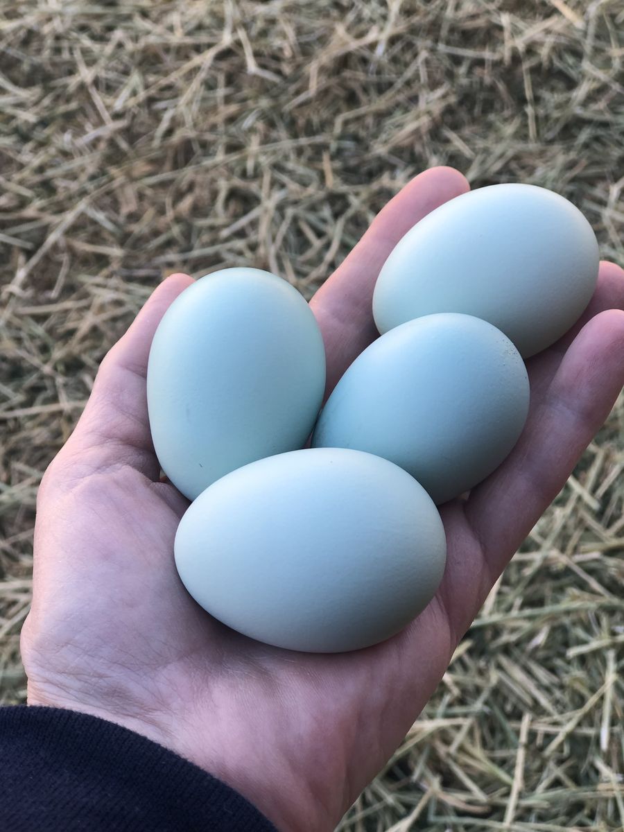 Ermine Ameraucana Hatching Eggs
