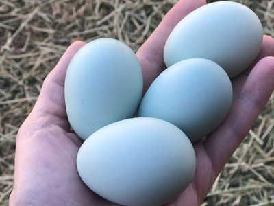 Ermine Ameraucana Hatching Eggs