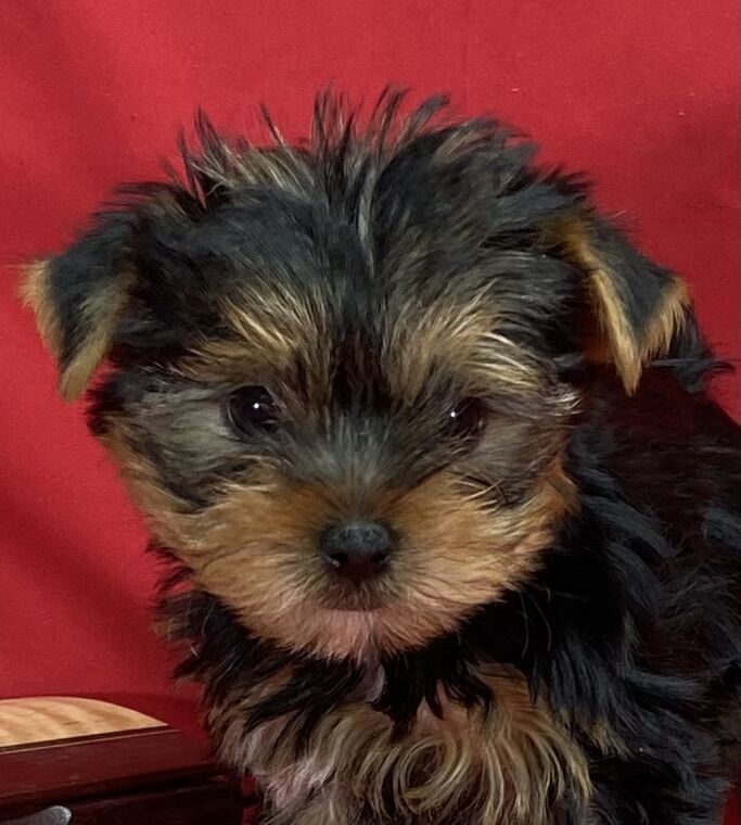 AKC Yorkshire terriers puppies