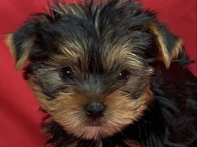 AKC Yorkshire terriers puppies