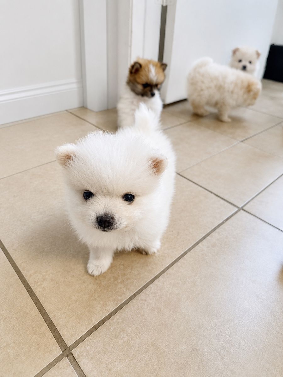 Pomeranian Puppies - Adorable Fluffy Companions