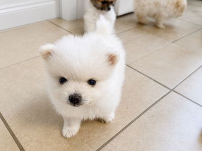 Pomeranian Puppies - Adorable Fluffy Companions