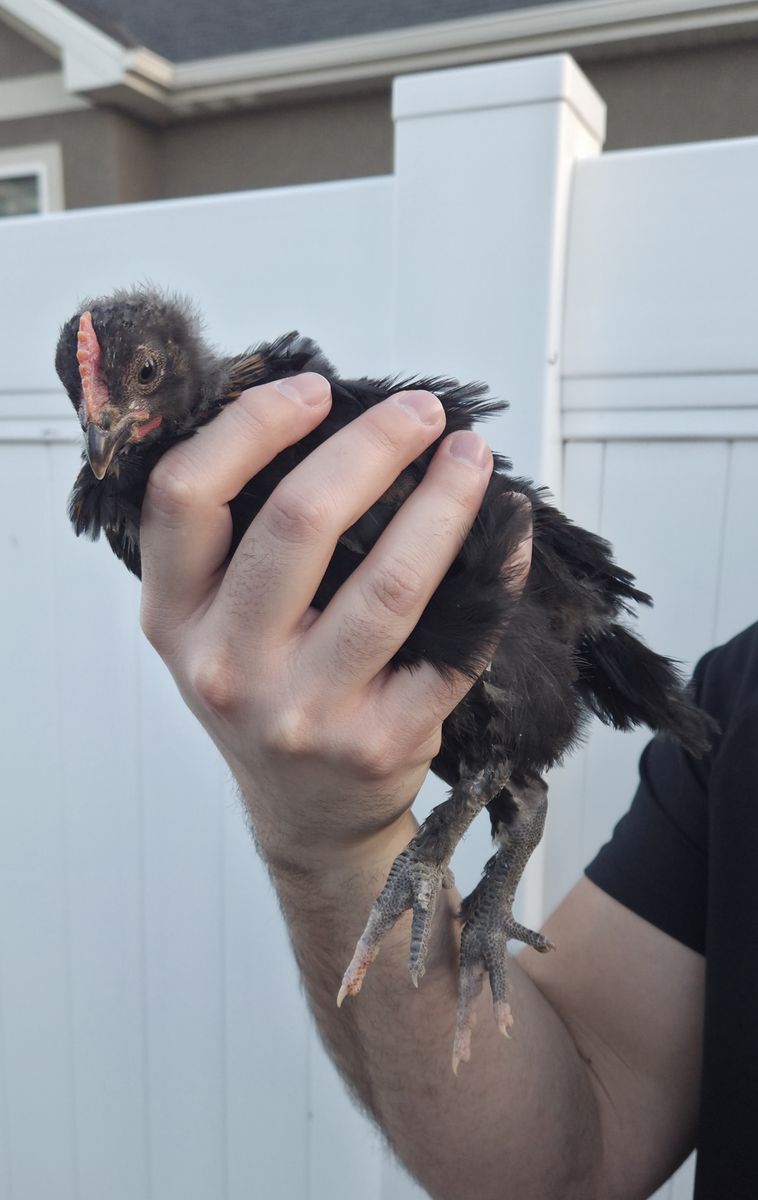 F4 Olive Egger Cockrell