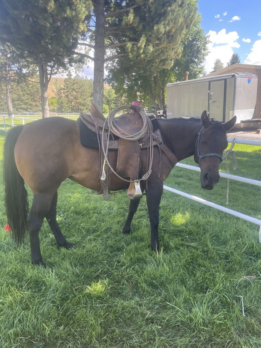 Brood mare for sale