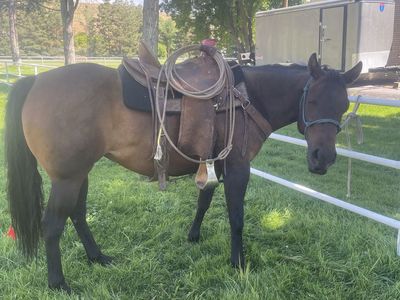 Brood mare for sale