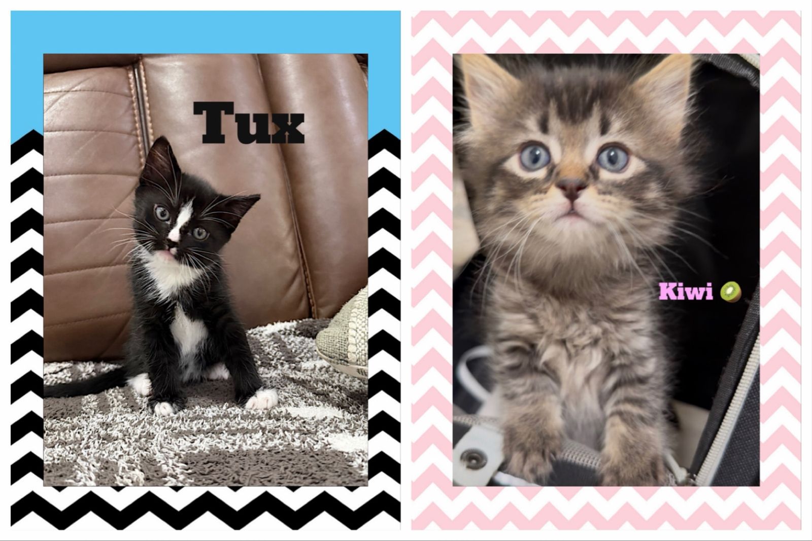 Indoor Beautiful Kittens (1 male left & 1 female left Litter box trained)