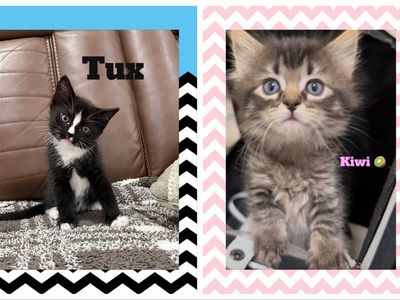 Indoor Beautiful Kittens (1 male left & 1 female left Litter box trained)