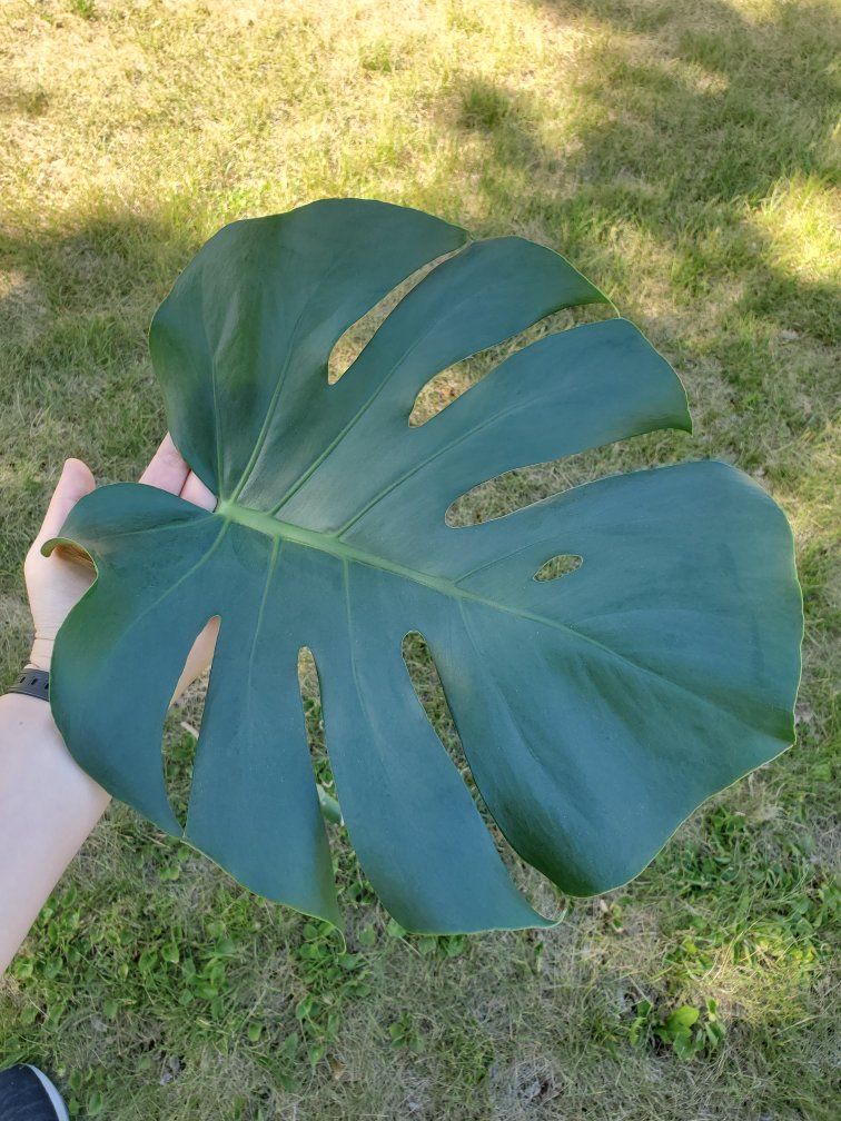 Monstera deliciosa house plant cuttings - Good deal!