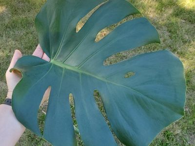 Monstera deliciosa house plant cuttings - Good deal!