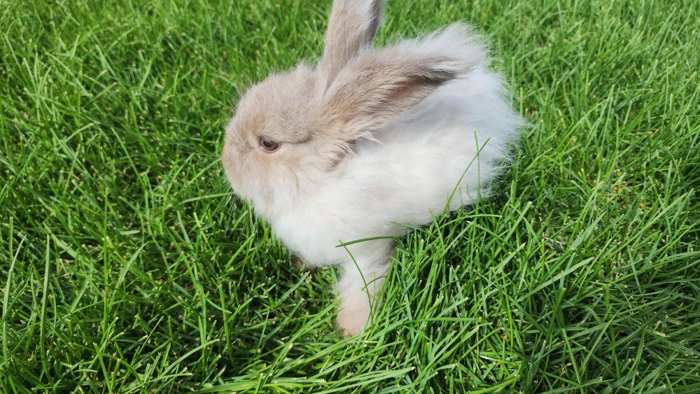 English Angora half pedigreed