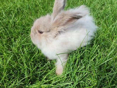 English Angora half pedigreed