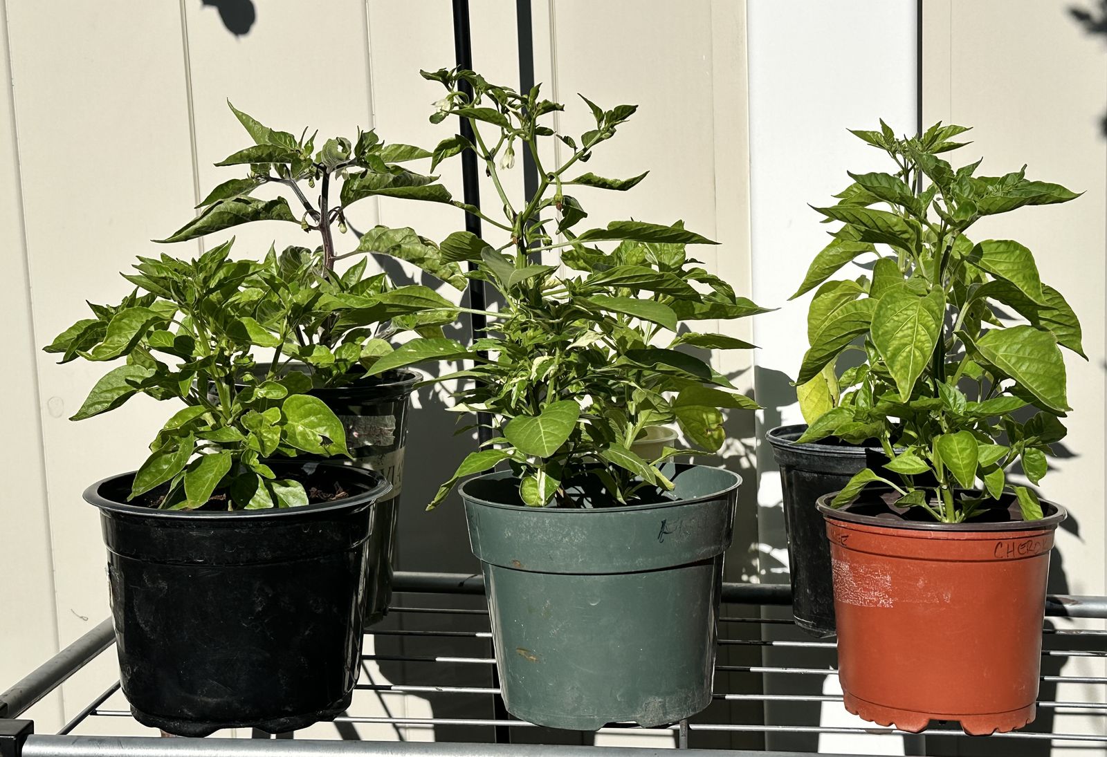 Specialty Chile Peppers